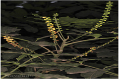 Aphanamixis polystachya